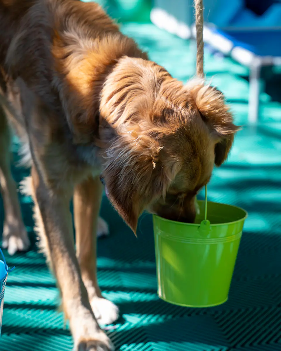 Long-haired red dog nosing into a green bucket during an Academy scent game