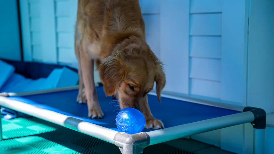 Golden dog on a blue raised cot with a ball during place work