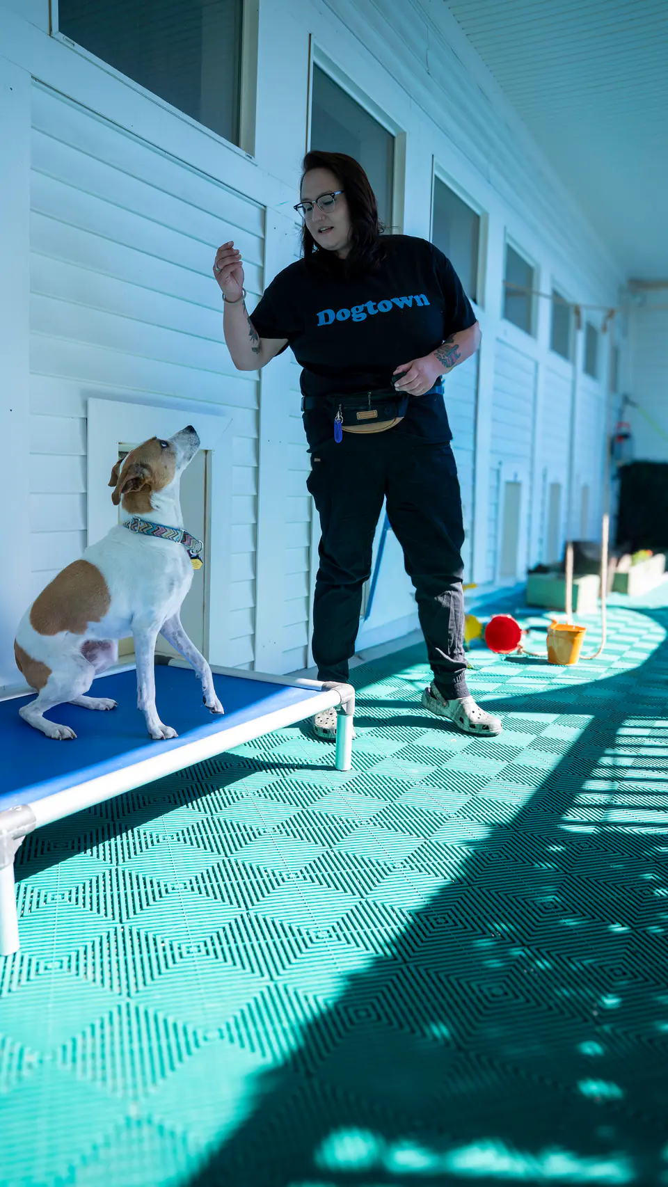 Trainer in a Dogtown shirt working with a hound mix on a raised cot