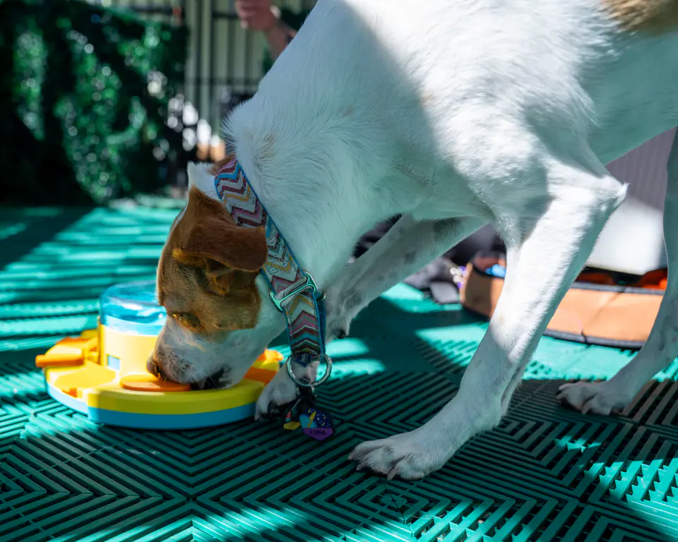 Hound mix solving a puzzle feeder on the teal Academy deck