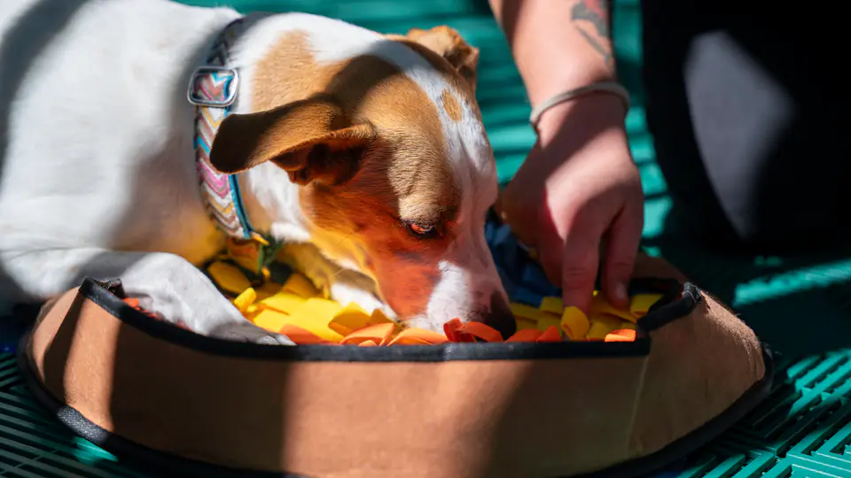 Hound mix working treats out of a snuffle bowl with a trainer’s help