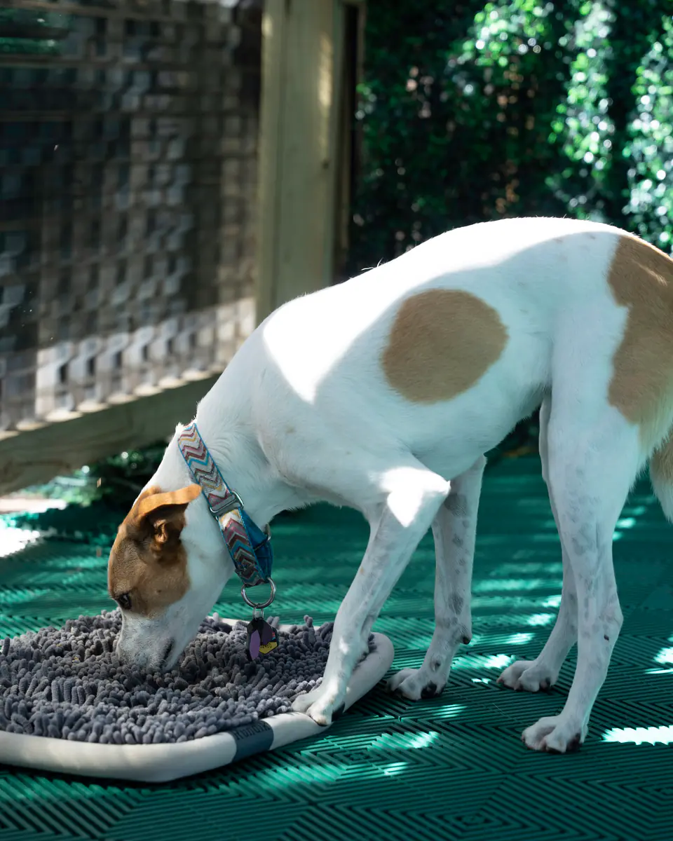 White and tan hound mix nosing through a snuffle mat on the Academy deck