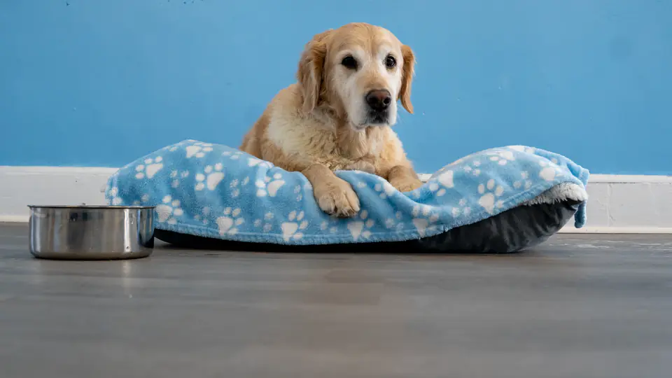 A golden retriever resting on a bed in a Dogtown overnight suite