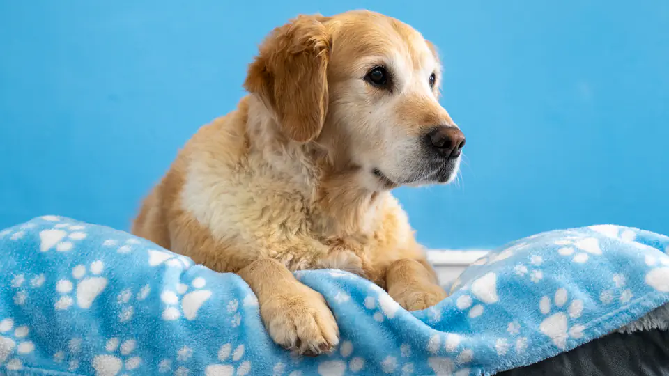 A golden retriever settled in on a paw-print blanket during an overnight stay at Dogtown