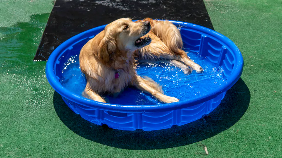 Golden retriever lounging in a blue splash pool