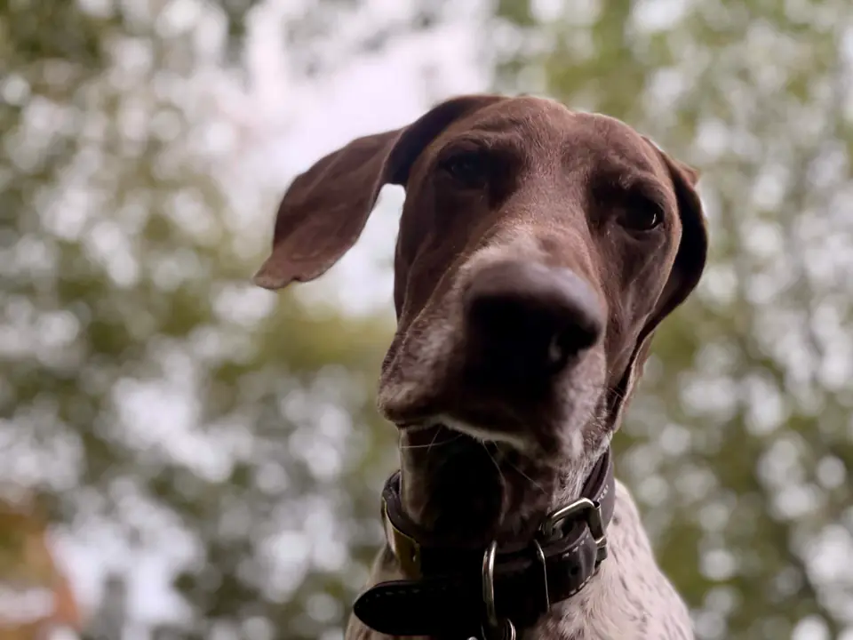 German shorthaired pointer close-up outdoors