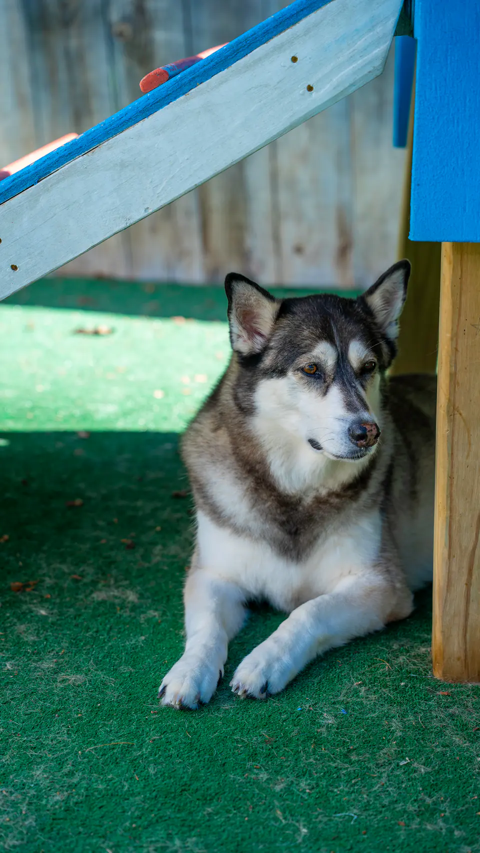 Malamute cooling off in the shade under a blue play platform