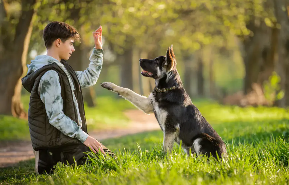 A boy kneels in a grassy park as a German Shepherd raises a paw toward his hand.
