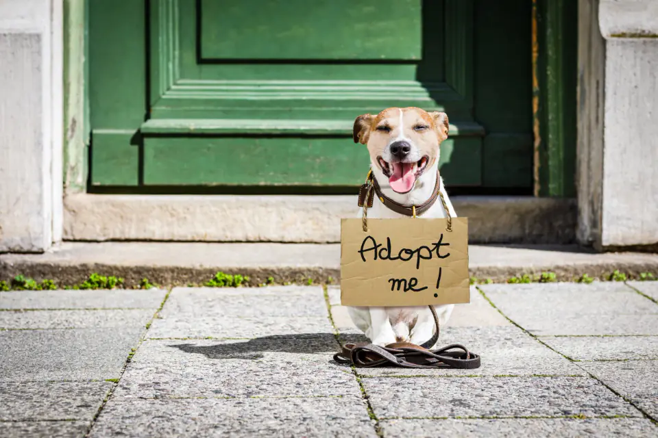 A Jack Russell Terrier sits on a sidewalk wearing a cardboard sign that reads Adopt me.