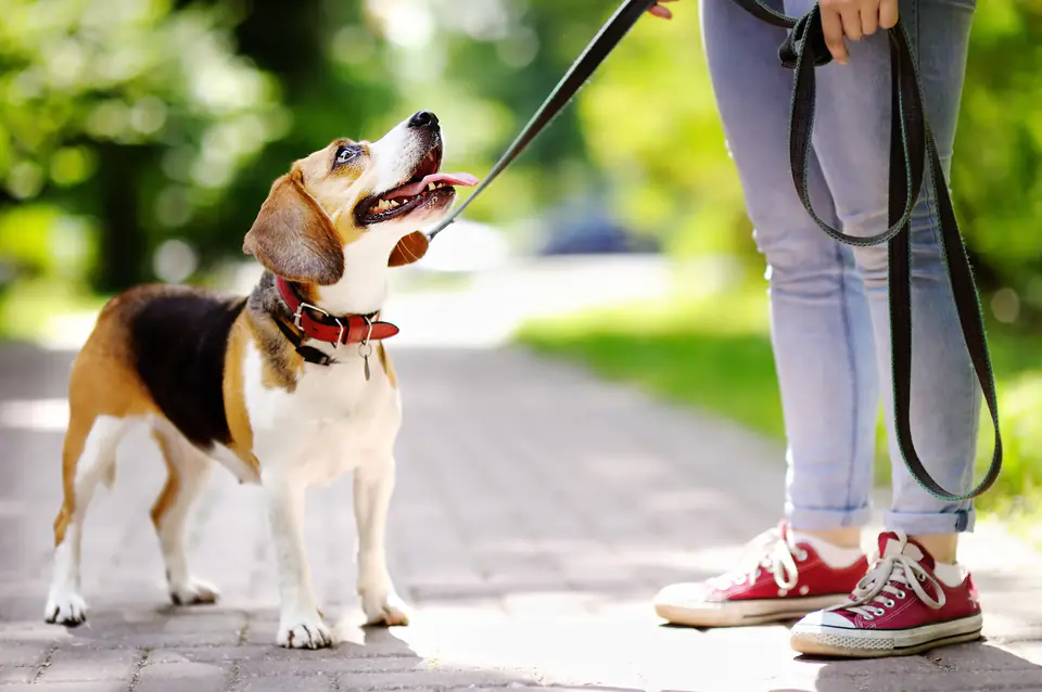 A beagle on a red leash looks up at its owner on a sunny park path.