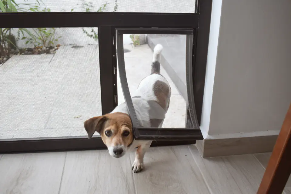 A Jack Russell Terrier steps through a pet door in a glass patio door, a threshold it has learned to use