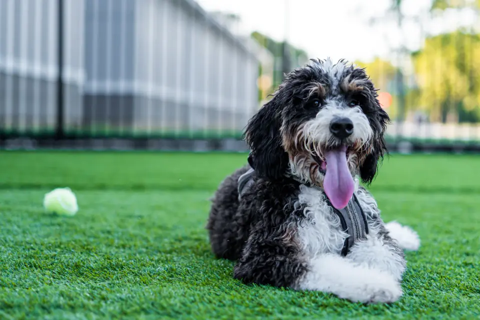 A black and white Bernedoodle lies panting on artificial turf with a tennis ball nearby.
