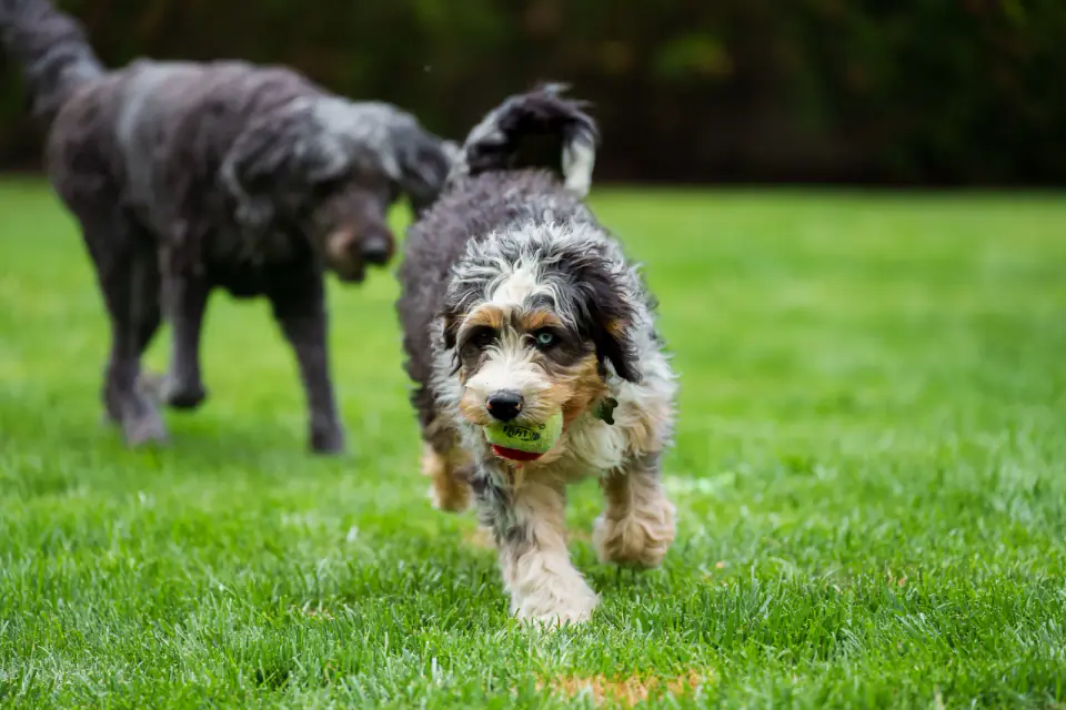 A shaggy Bernedoodle puppy runs across a lawn with a ball in its mouth while another dog follows.