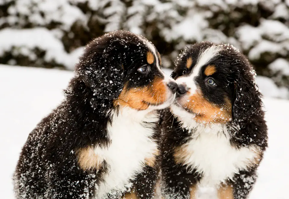 Two Bernese Mountain Dog puppies dusted with snow touch noses in a snowy yard.