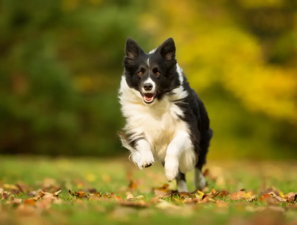 A black and white Border Collie runs low and fast across fallen leaves in front of autumn trees