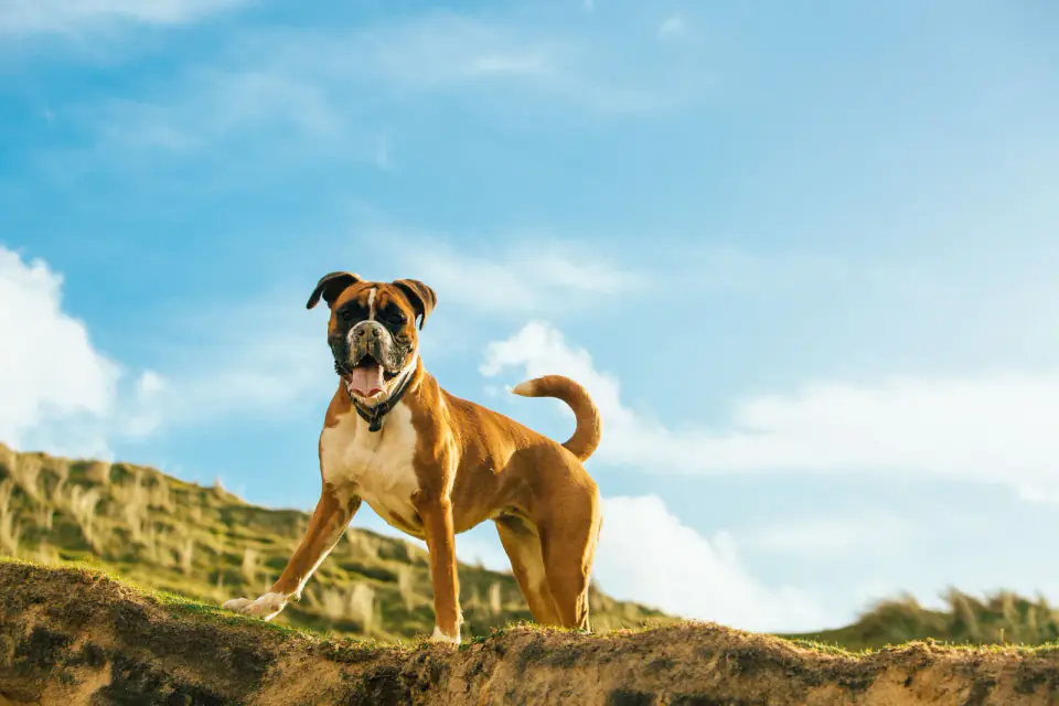 A fawn Boxer stands on a grassy hillside against a blue sky with scattered clouds.
