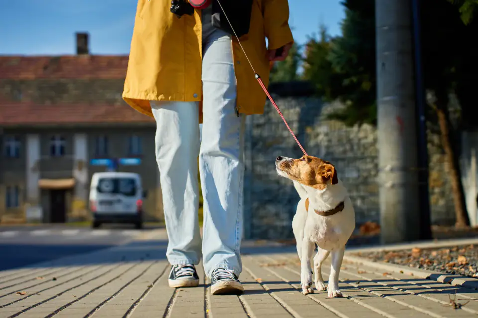 A Jack Russell Terrier on a leash looks up at its walker on a city sidewalk.