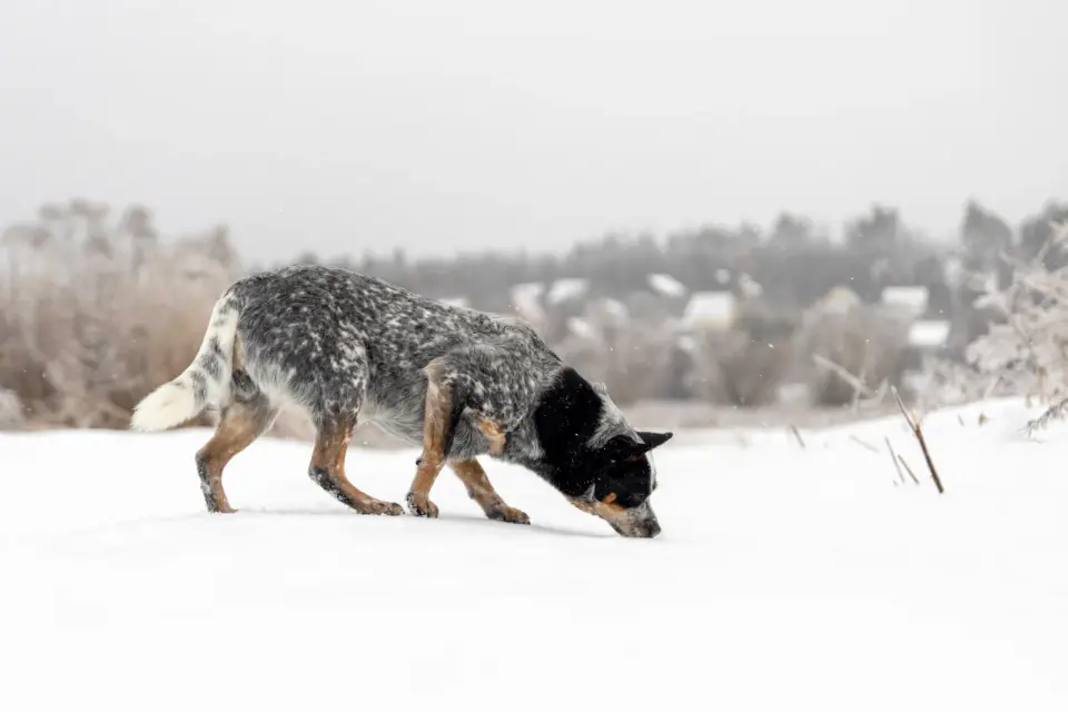 An Australian Cattle Dog sniffs the snow in an open winter field.