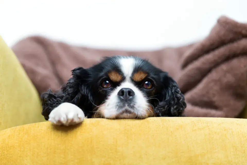 A tricolor Cavalier King Charles Spaniel rests its chin on the arm of a yellow sofa.