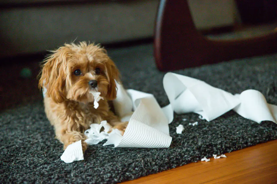 A small curly-coated apricot puppy lies on a rug beside a shredded roll of toilet paper.