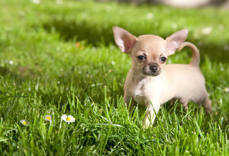A fawn Chihuahua puppy stands in green grass beside small daisies.