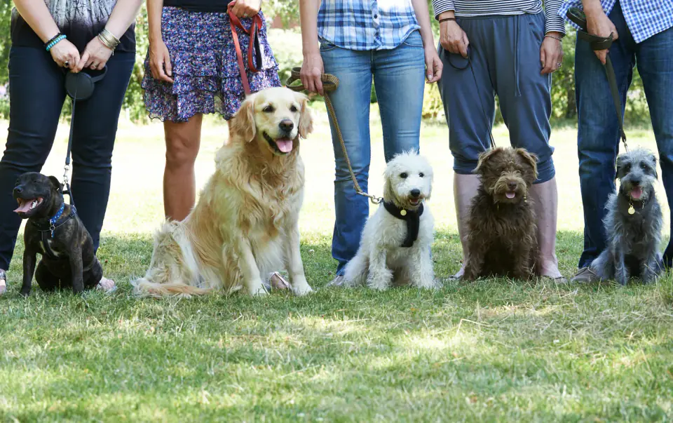 Five dogs on leashes sit in a row on grass in front of their handlers' legs.