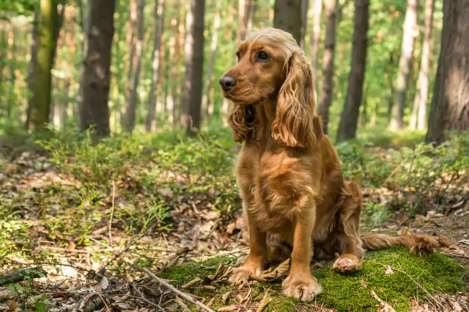 A golden English Cocker Spaniel sits on a mossy forest floor among tall trees.