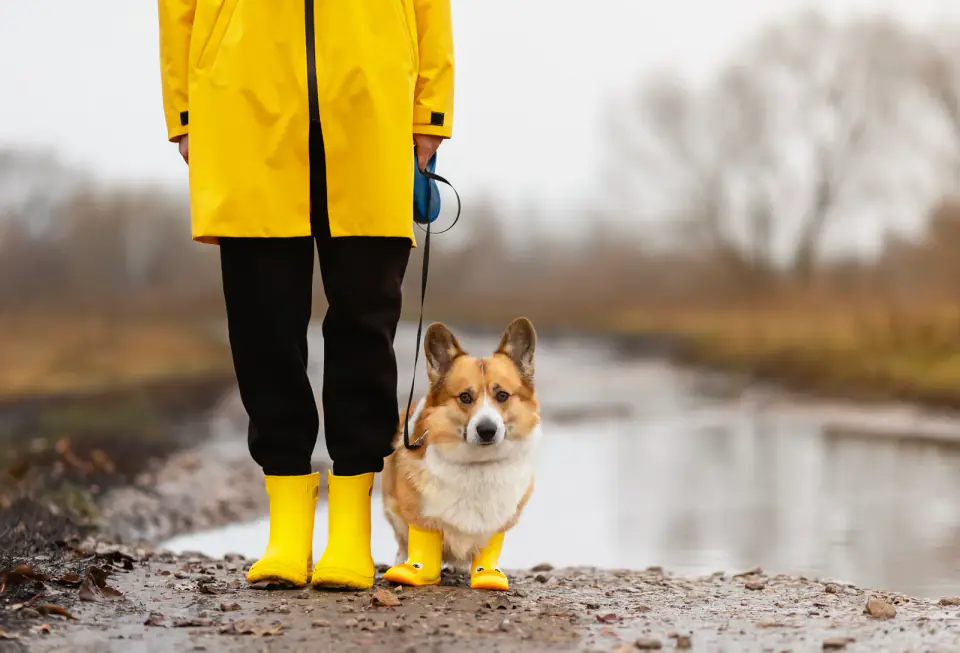 A Pembroke Welsh Corgi in yellow rain boots stands beside a person in a yellow raincoat on a dirt road.