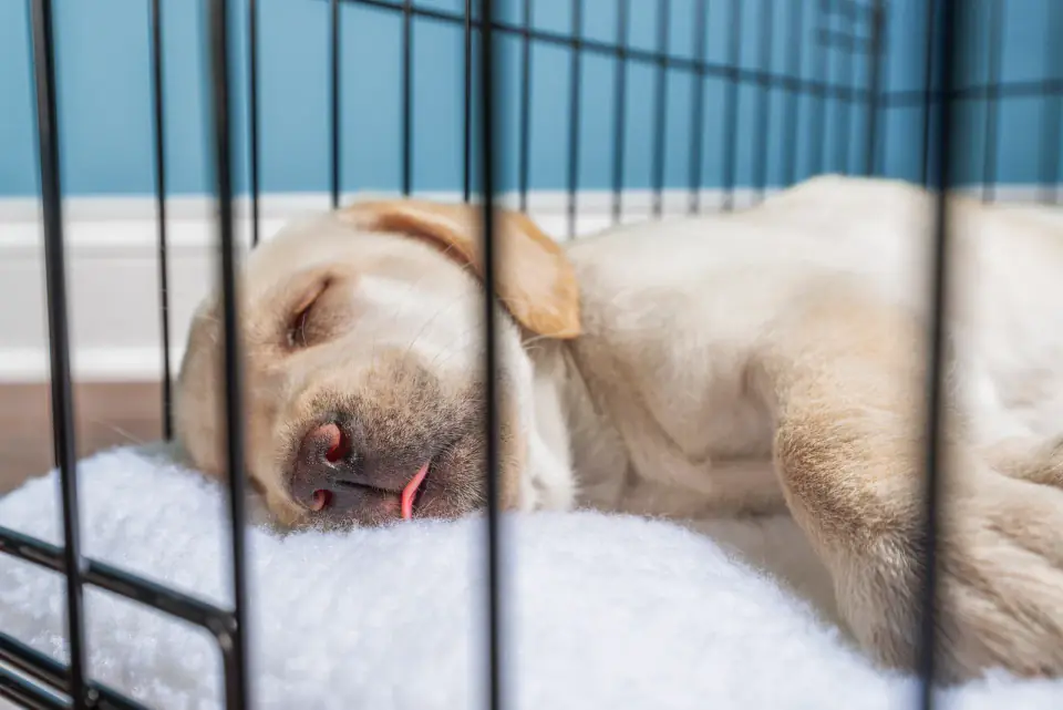 A yellow Labrador puppy sleeps on a white cushion inside a wire crate.