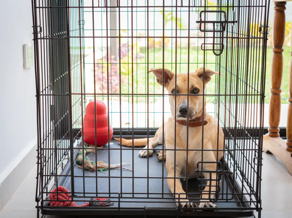 A tan dog lies in an open wire crate with a red rubber toy and a rope toy.