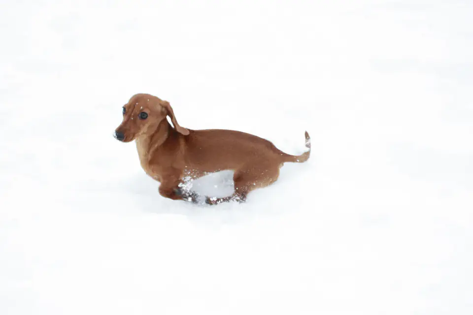 A red smooth-coated Dachshund wades chest-deep through fresh snow.