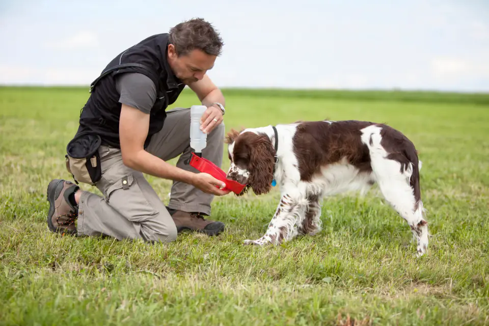 A man kneels on grass offering water from a bottle to an English Springer Spaniel during a break in training.