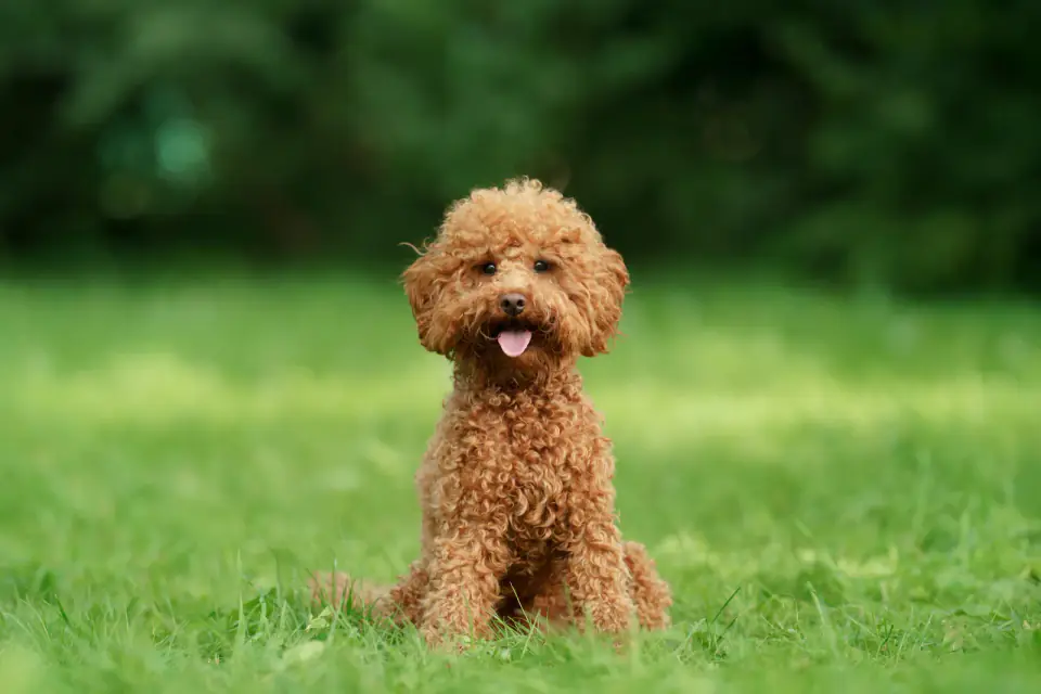 A small apricot Poodle sits in green grass in front of blurred trees