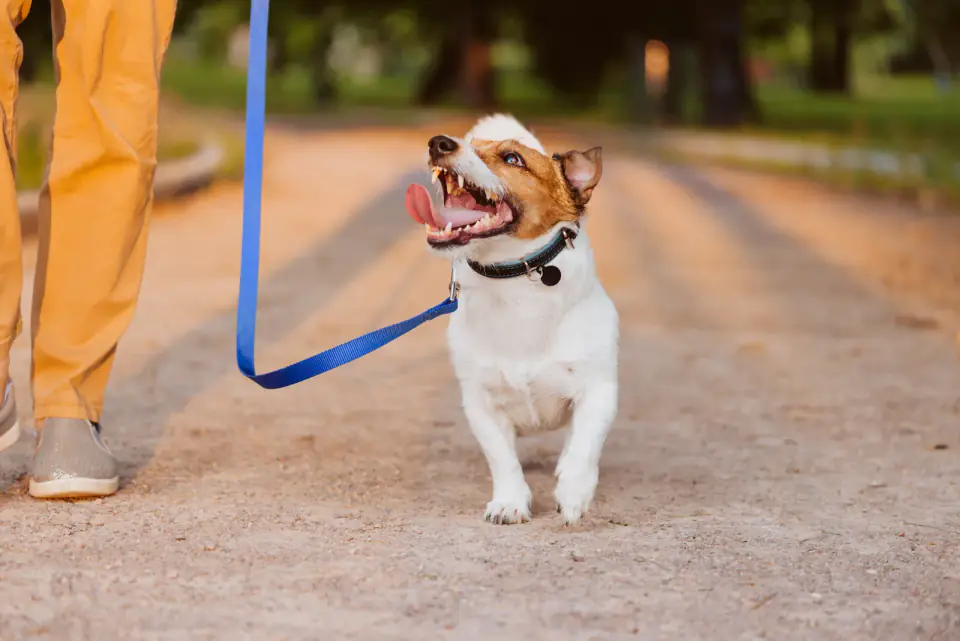 A Jack Russell Terrier on a blue leash looks up at its handler on a gravel path.