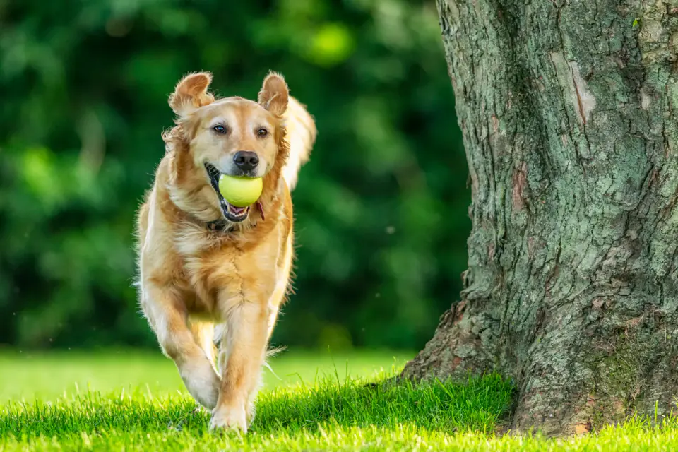 A Golden Retriever runs across a lawn beside a large tree carrying a tennis ball.