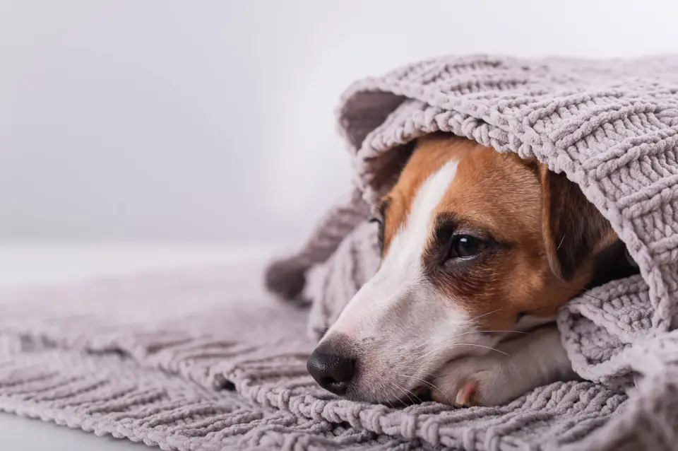 A Jack Russell Terrier hides under a gray knitted blanket with only its worried face showing