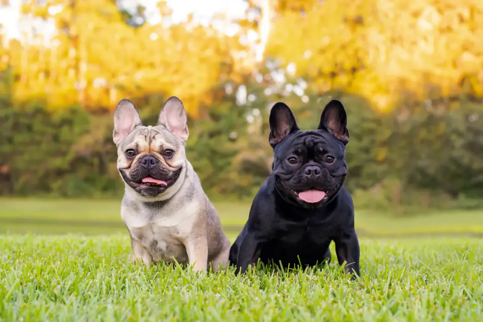 A fawn French Bulldog and a black French Bulldog sit side by side on grass in autumn.
