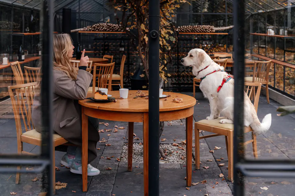 A pale golden retriever in a red harness sits calmly on a café chair beside a woman at her table.
