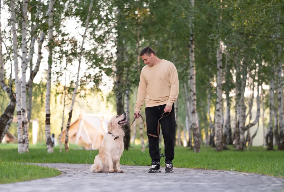 A golden retriever sits on a slack leash and flat collar beside a man on a birch-lined park path