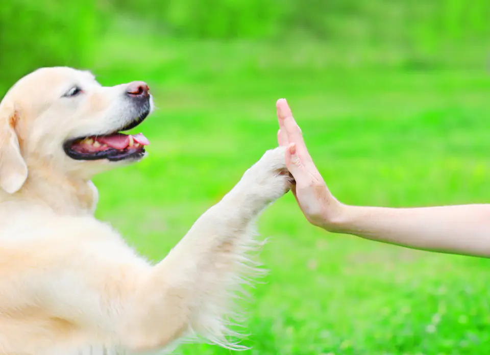 A golden retriever lifts its paw to touch a person’s open hand on bright green grass.