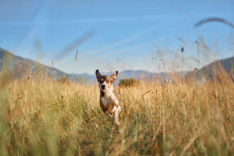 A brown and white dog sprints flat out through tall dry grass under a clear blue sky
