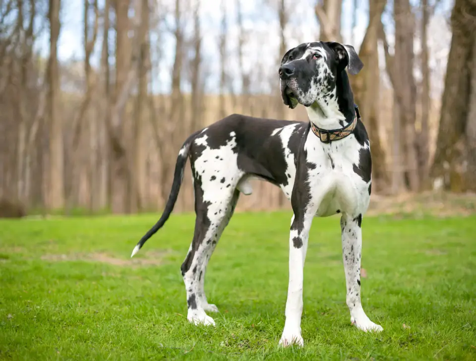A harlequin Great Dane stands tall on a lawn in front of leafless trees