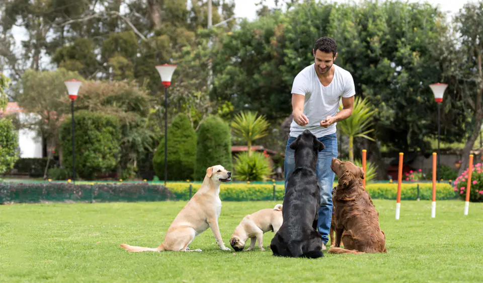 A man holds out treats to four dogs sitting in a row on a lawn: two light-colored dogs, a black dog and a red-brown dog.