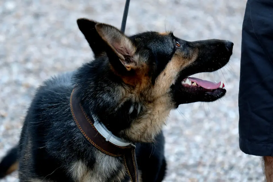 A German Shepherd in a leather collar looks up at its handler instead of the surroundings, the check-in reactivity work builds