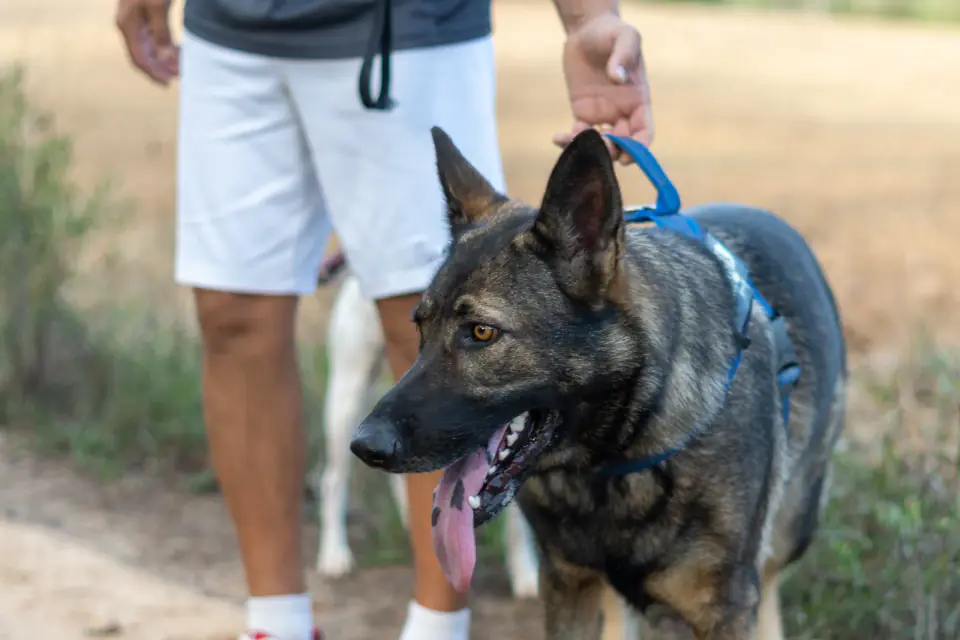 A German Shepherd in a blue harness walks beside a person in shorts on a dirt path.