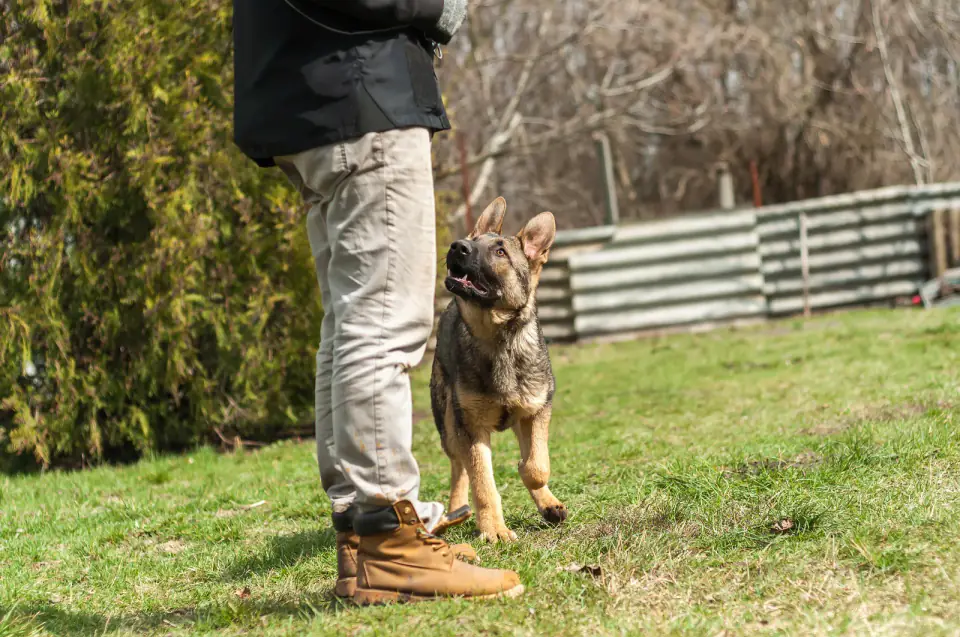 A German Shepherd puppy looks up at a handler's legs on a patchy lawn near a fence.