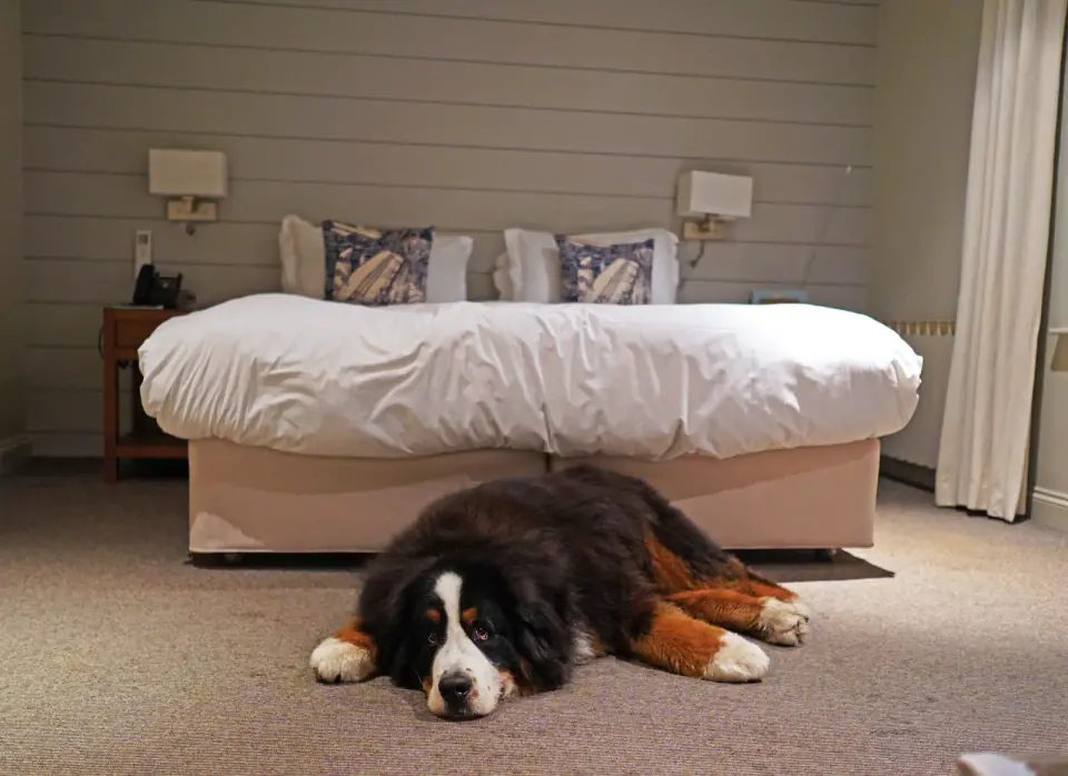 A Bernese Mountain Dog lies on the carpet at the foot of a bed in a bedroom.