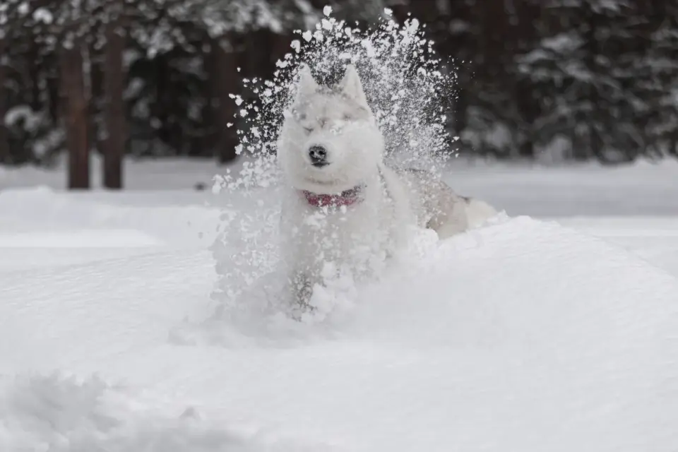 A white Siberian Husky bounds through deep powder snow, kicking up a spray.