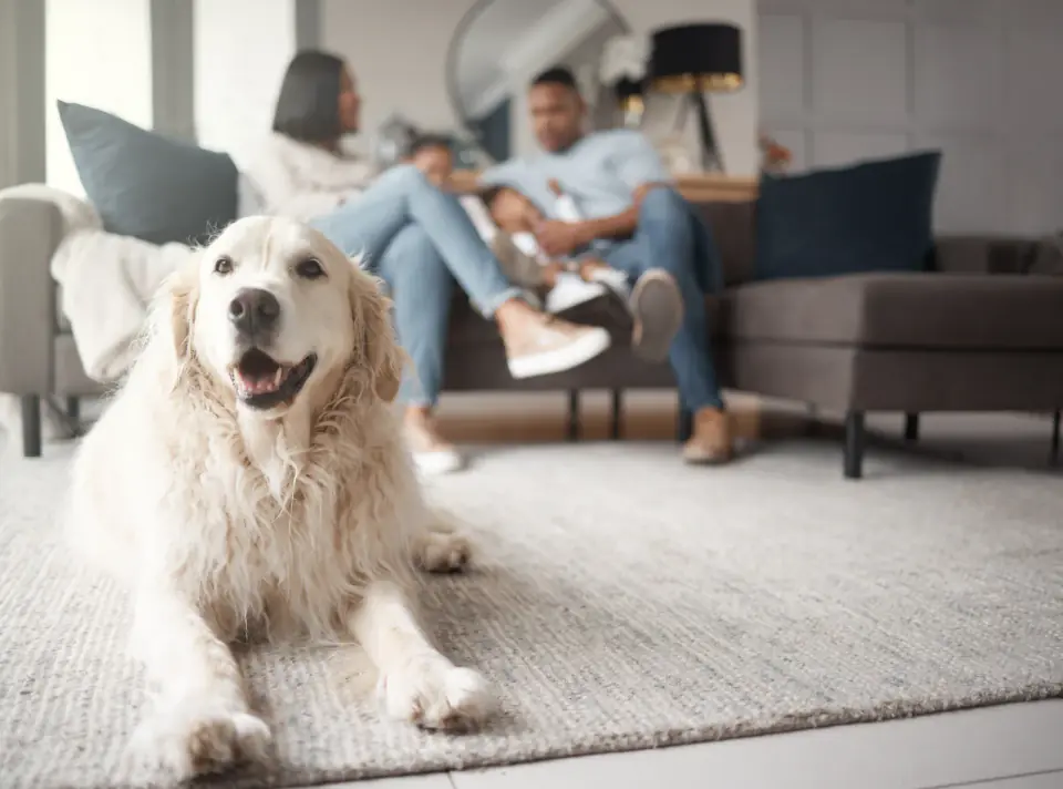 A Golden Retriever lies relaxed on a living room rug while a couple sits on the sofa, the calm-at-home picture door training aims for