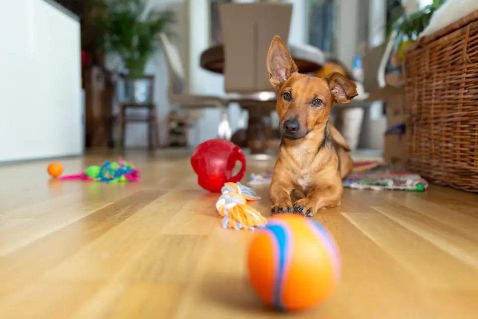 A small brown dog lies on a wood floor surrounded by toys, with an orange ball right in front of its paws